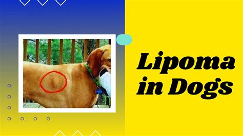 Lipoma In Dogs Symptoms Treatment And Prevention Dog Health Youtube