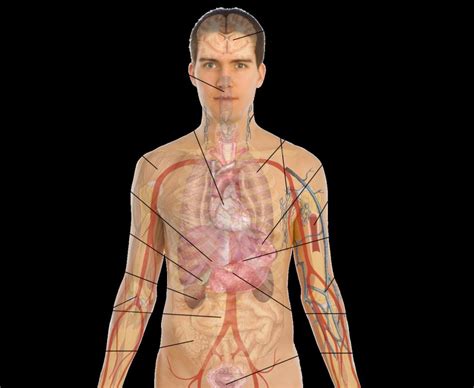 Body Organs Diagram Template Business