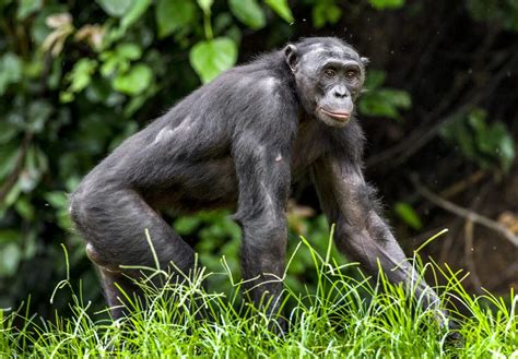 Bonobo Odd Squad Animal Movie Wiki Fandom