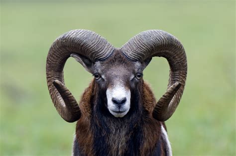 Sheep Study Shows Rams With Big Horns Get The Ewe But Die