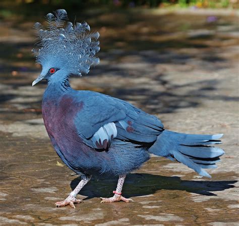 Birds Of The World Victoria Crowned Pigeon