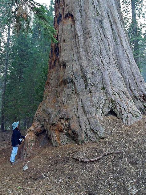 Free Picture Sequoias Trees Giants