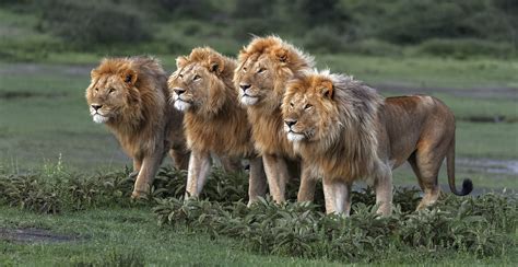 🔥 A Coalition Of Earlymiddle Aged Male Lions In The Serengeti That