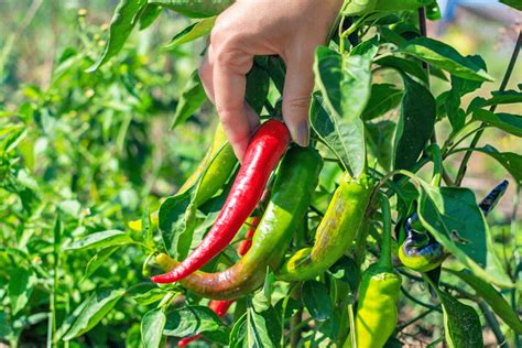 How To Ripen Chillies The Chilli Workshop