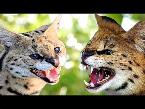 A savannah cat is a cross between a. Savannah Cat vs Serval - Understanding The Differences ...