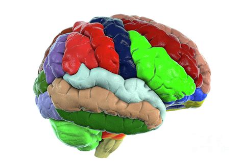 Human Brain With Gyri Highlighted Photograph By Kateryna Konscience