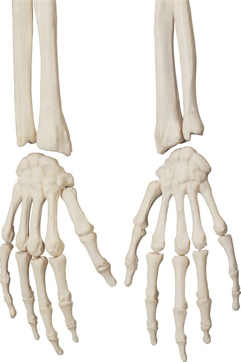 Skeleton Hands Png Free Logo Image