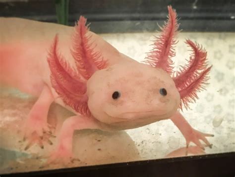 900x900 white axolotl by silce wolf on axolotl. Happy Axolotl fish smiles at the camera in series of cute snaps - Storytrender