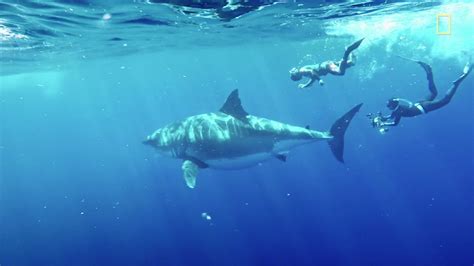 deep blue one of world s largest great white sharks caught on camera in new footage from
