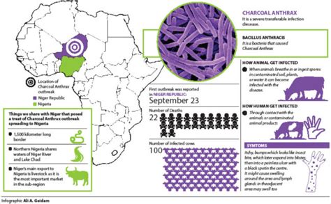 Charcoal Anthrax Outbreak What You Need To Know Daily Trust