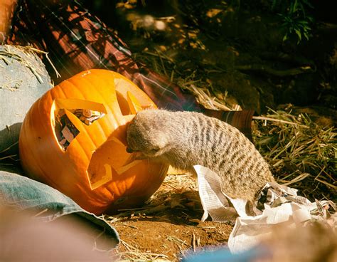 Best Zoos In The Southeast For Halloween Itripvacations