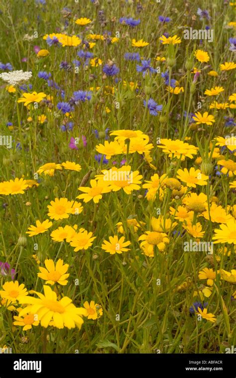 Wildflower Meadow In Full Bloom Stock Photo Alamy