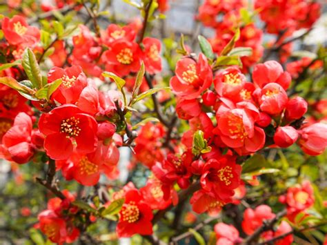 Japanese Flowering Quince Shrubs Tips On Growing Japanese Flowering Quince