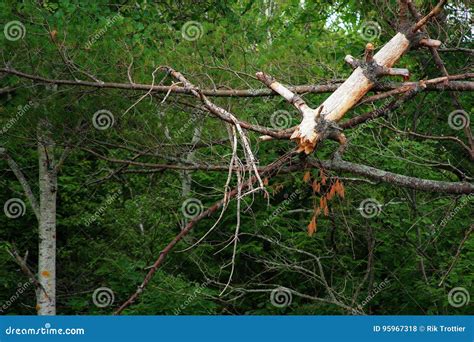 Broken Tree Stock Photo Image Of Rotten Trunk Orest 95967318