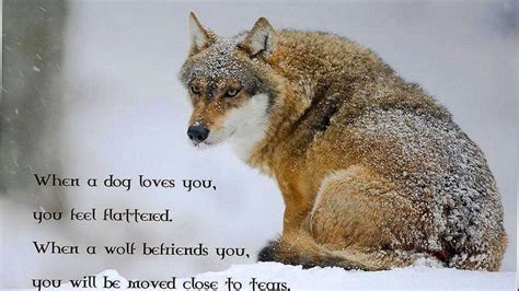Wolf Quotes Wallpapers Top Những Hình Ảnh Đẹp