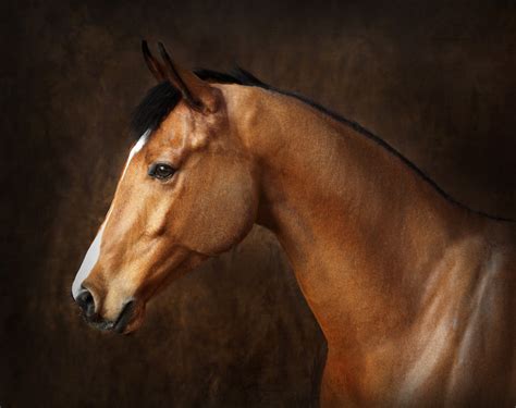 Horse Portrait Session23 1000×793 We Heart It