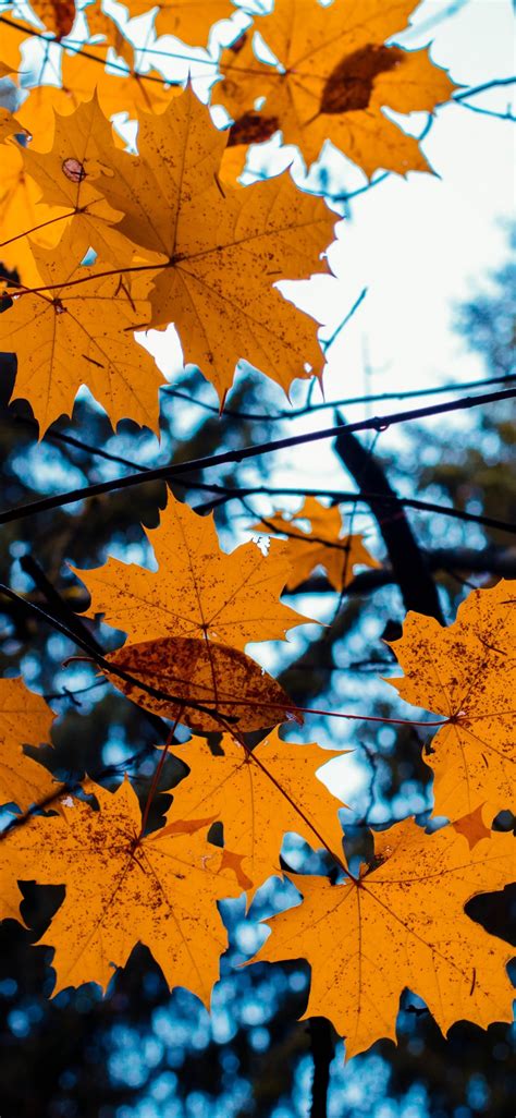 Download Wallpaper 1125x2436 Maple Leaves Yellow Tree Branch Autumn