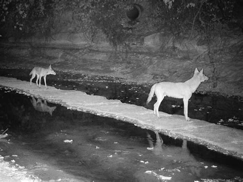 Coyote Creek – DFW Urban Wildlife