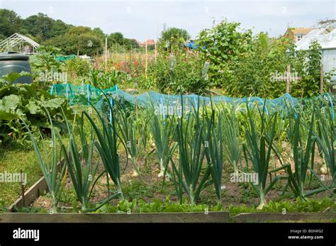 Lifted Onions Drying On Raised Bed Hi Res Stock Photography And Images