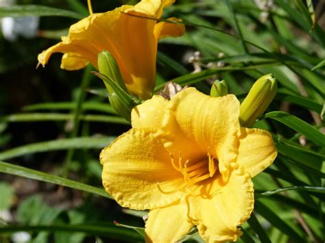 Are Daylilies Poisonous To Dogs