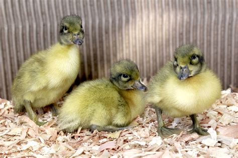 Welsh Harlequin Ducklings One Of Our Calmest Breeds Duck Breeds