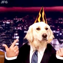 And you can use them for free too! Dog Birthday GIFs - Get the best GIF on GIPHY