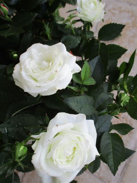Little White Roses Rose White Roses Flowers