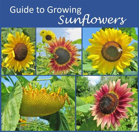 Guide to Growing Sunflowers - | Growing sunflowers, Planting sunflowers, Sunflower seedlings