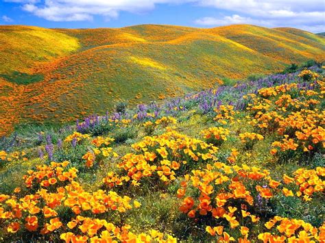 Dipenuhi dengan berbagai macam bunga dan warnanya yang beragam menjadikan taman bunga ini lebih hidup. Gambar pemandangan bunga | Harian Nusantara