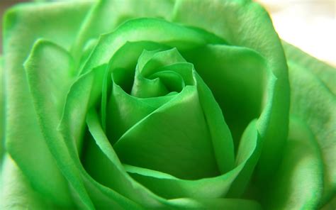 Green Roses Wallpapers Top Free Green Roses Backgrounds Wallpaperaccess
