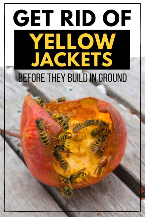 Yellow Jackets Can Be A Real Danger Get Rid Of Them Outside Before