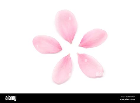 Los P Talos De La Flor De Cerezo Japon S Sobre Fondo Blanco Fotograf A