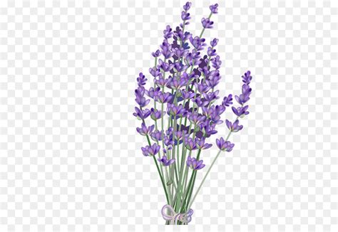 Paling Keren 15 Gambar Gambar Bunga Lavender Gambar Bunga Indah
