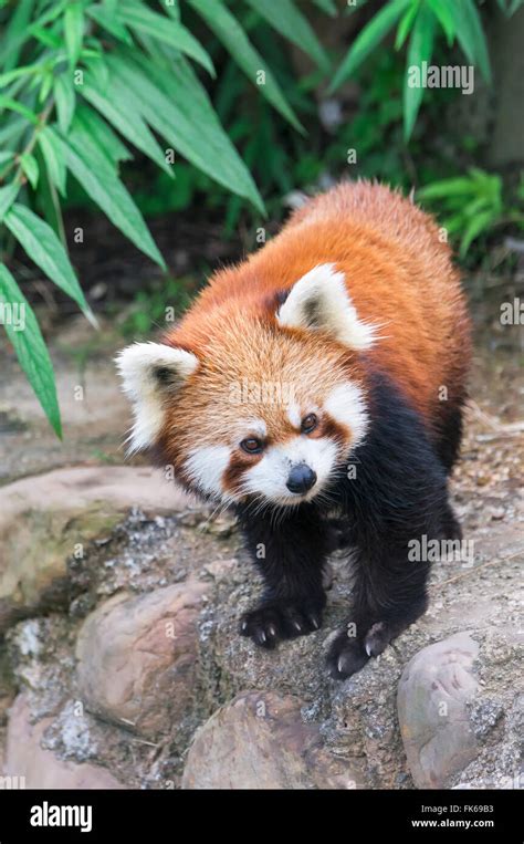 Red Panda Ailurus Fulgens Sichuan Province China Asia Stock Photo