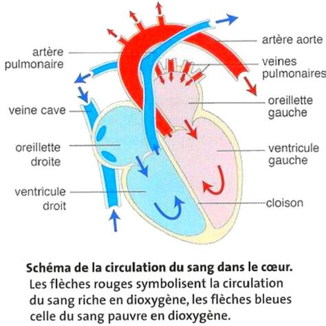 Courir Systèmes Cardio Vasculaire Et Cardio Respiratoire