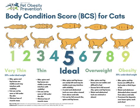 Pet Body Condition Scoring — Association For Pet Obesity Prevention