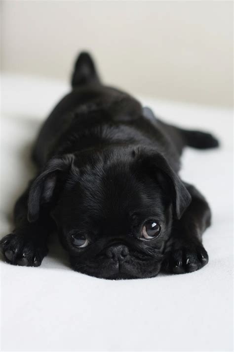 Too Cute Besotted Brand Blog Black Baby Pug By