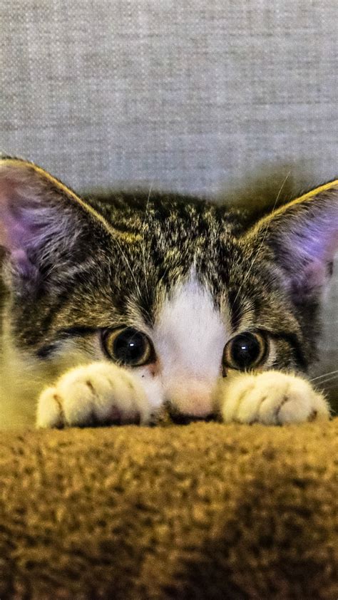 Kitten Peeking Wallpaper Mobile And Desktop Background