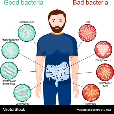 Good And Bad Bacteria Poster About Probiotics Vector Image