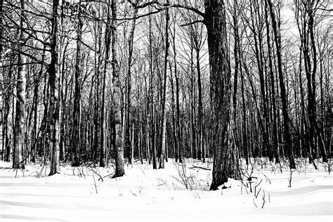 Snowy Woods Black And White Photograph By Debbie Oppermann Pixels