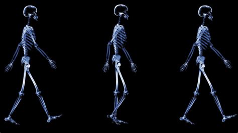 ‘first Steps Shows How Bipedalism Led Humans Down A Strange