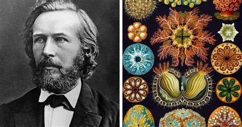 Biografía De Ernst Haeckel Teoría De La Evolución De Ernst Haeckel
