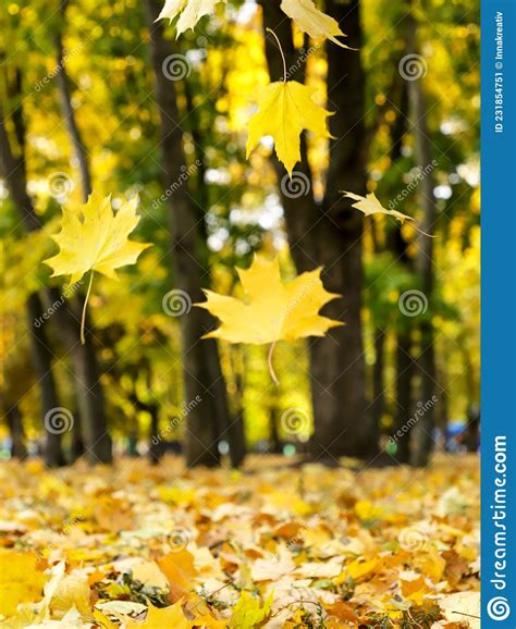 Autumn Leaves Falling On The Background Of Trees Natural Background