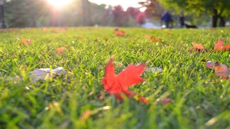 Fall Lawn Maintenance In 6 Easy Steps