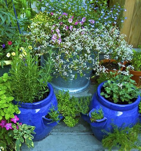Easy perennial flowers to grow in pots. Easy Tips for Growing Herbs in Containers | Container herb ...