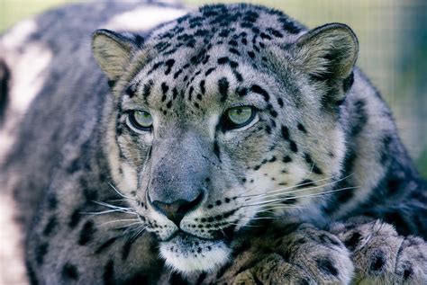 Snow Leopards Face Threat Of Disease Epidemic That Could Spread To