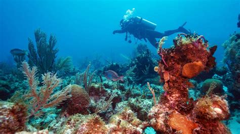 Scuba Diving In Cuba Best Places To Go