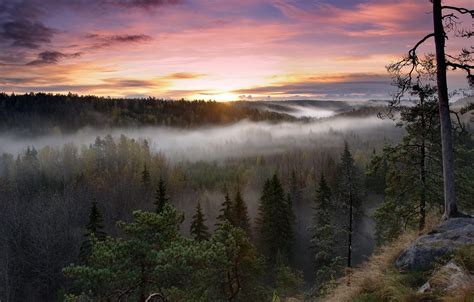 Wallpaper Forest Trees Nature Fog Sunrise Morning Finland
