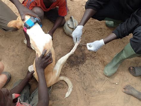 Debilitating Guinea Worm Parasite Transmitted Via Dogs Eating Fish