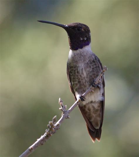 Black Chinned Hummingbird San Diego Bird Spot